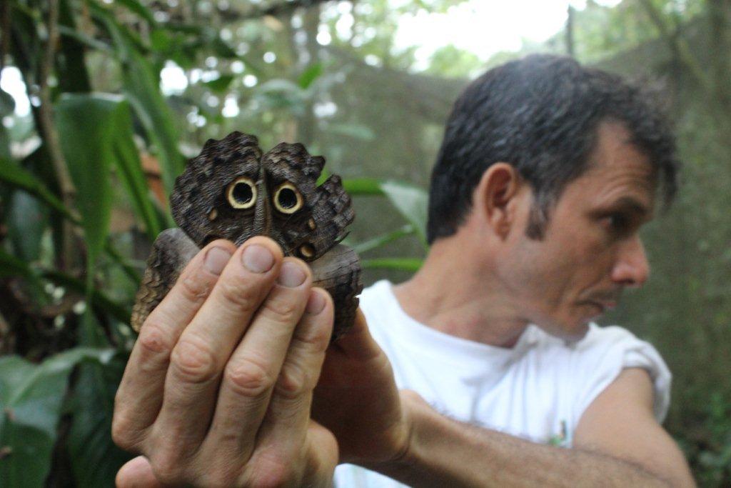 Le papillon Hibou