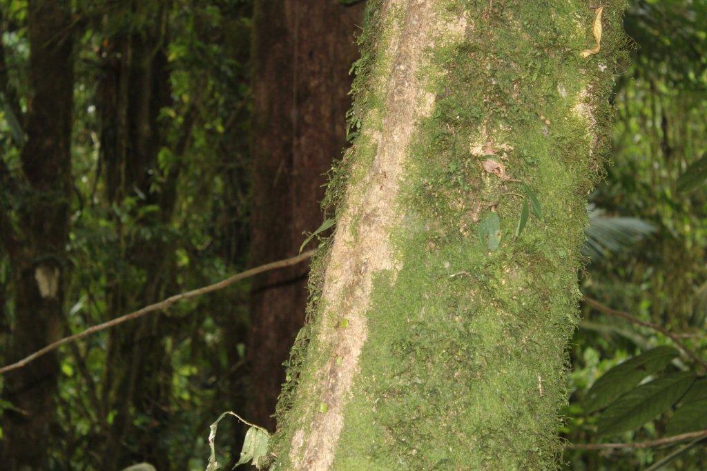 Passage des fourmis sur un tronc