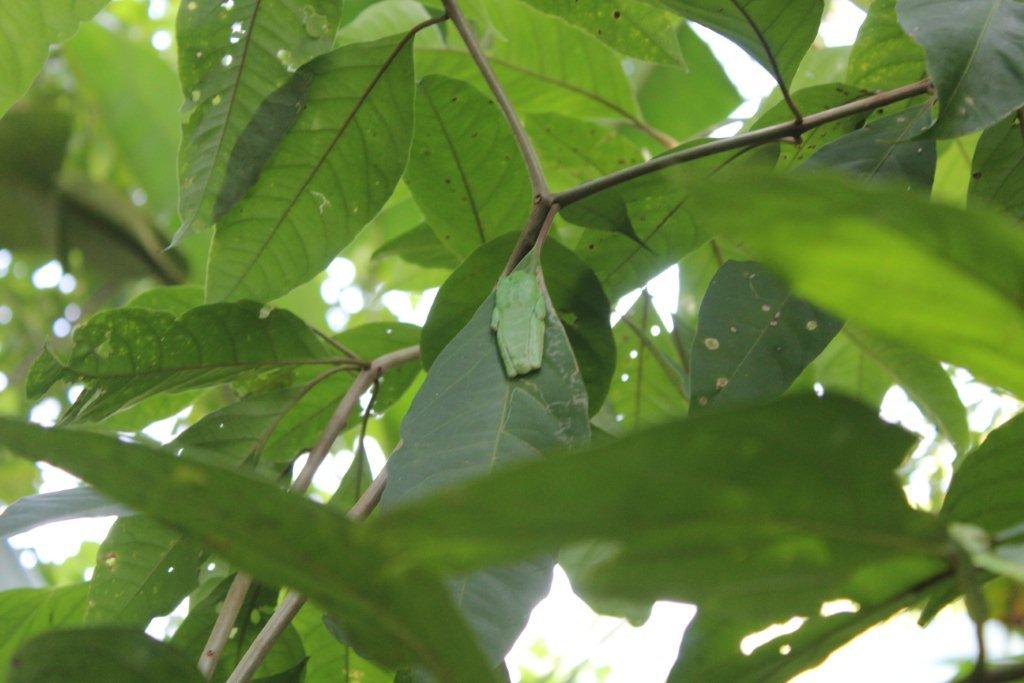 Petite grenouille