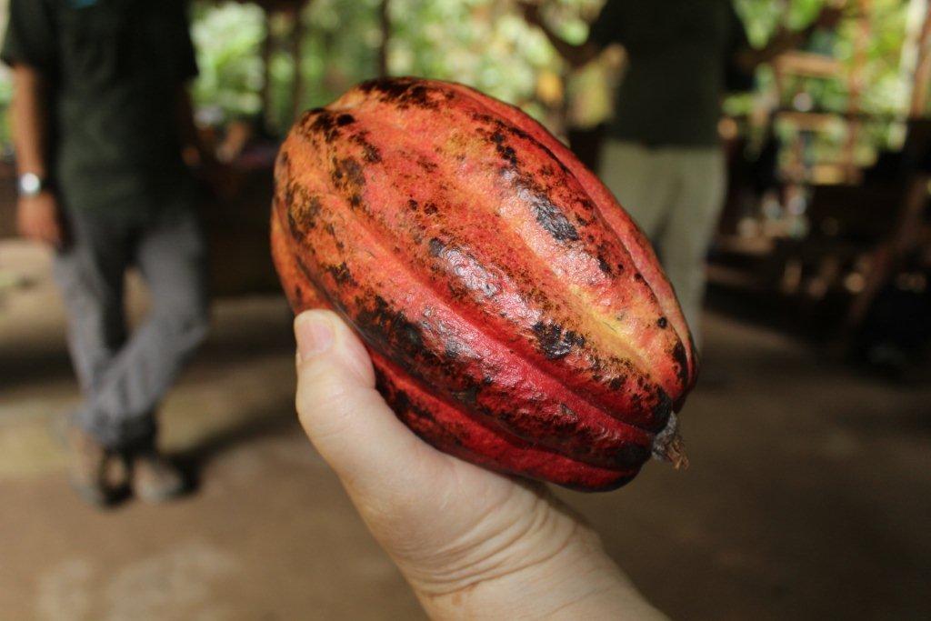 Cabosse du cacaoyer
