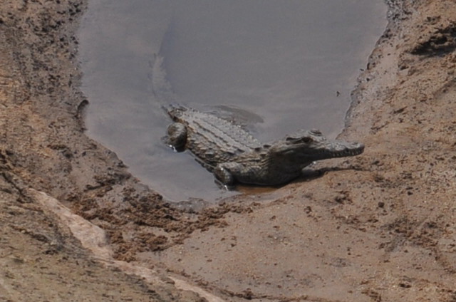 Crocodile dans la rivière Kruger