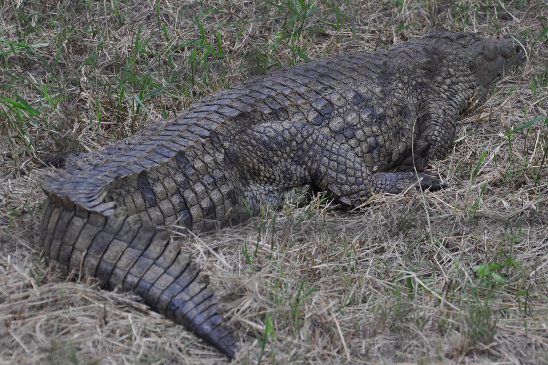 un crocodile