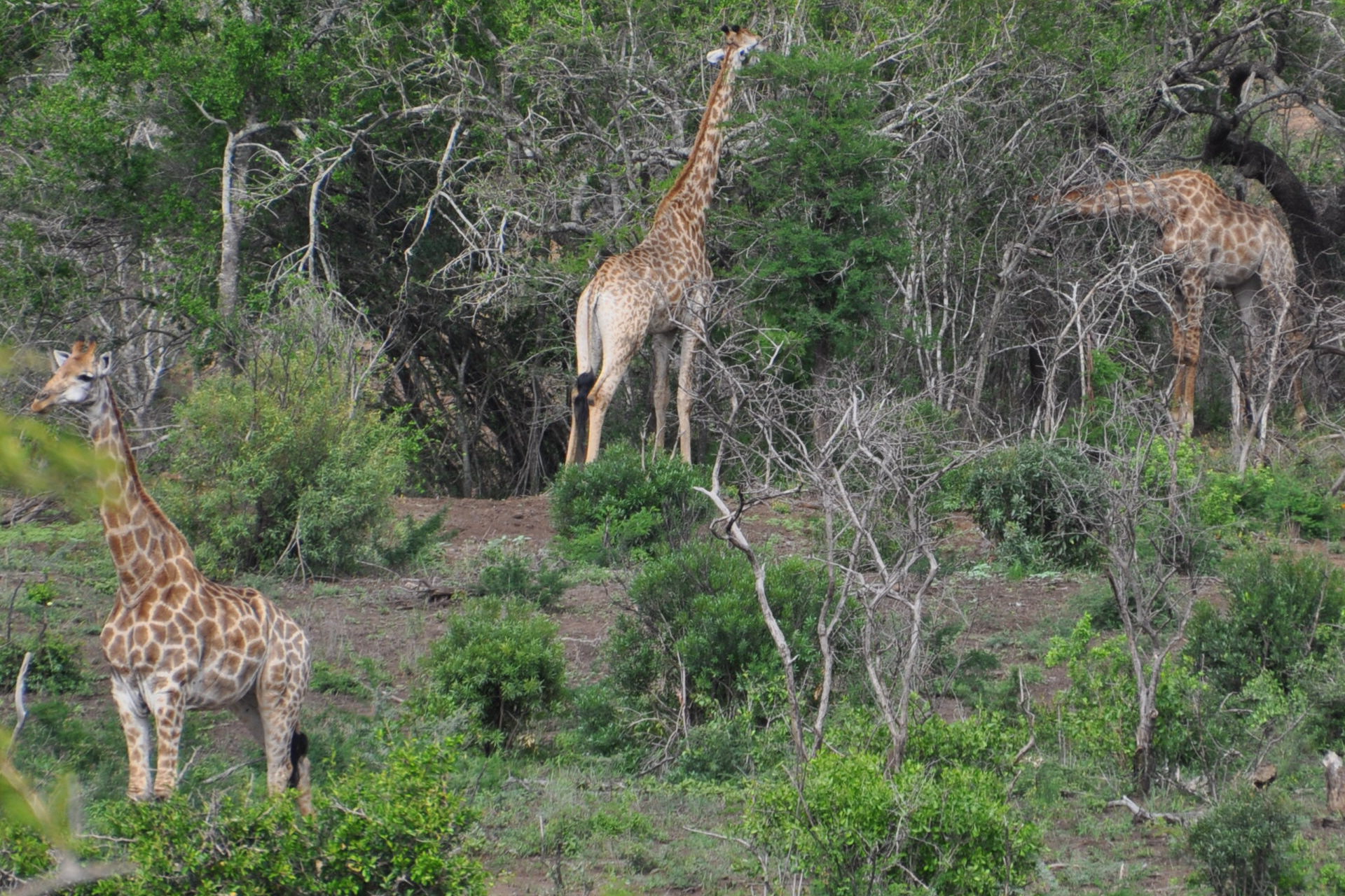 Le repas des girafes