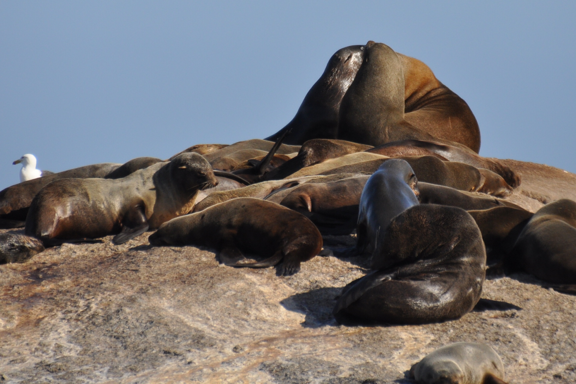 Otaries à fourrure du Cap