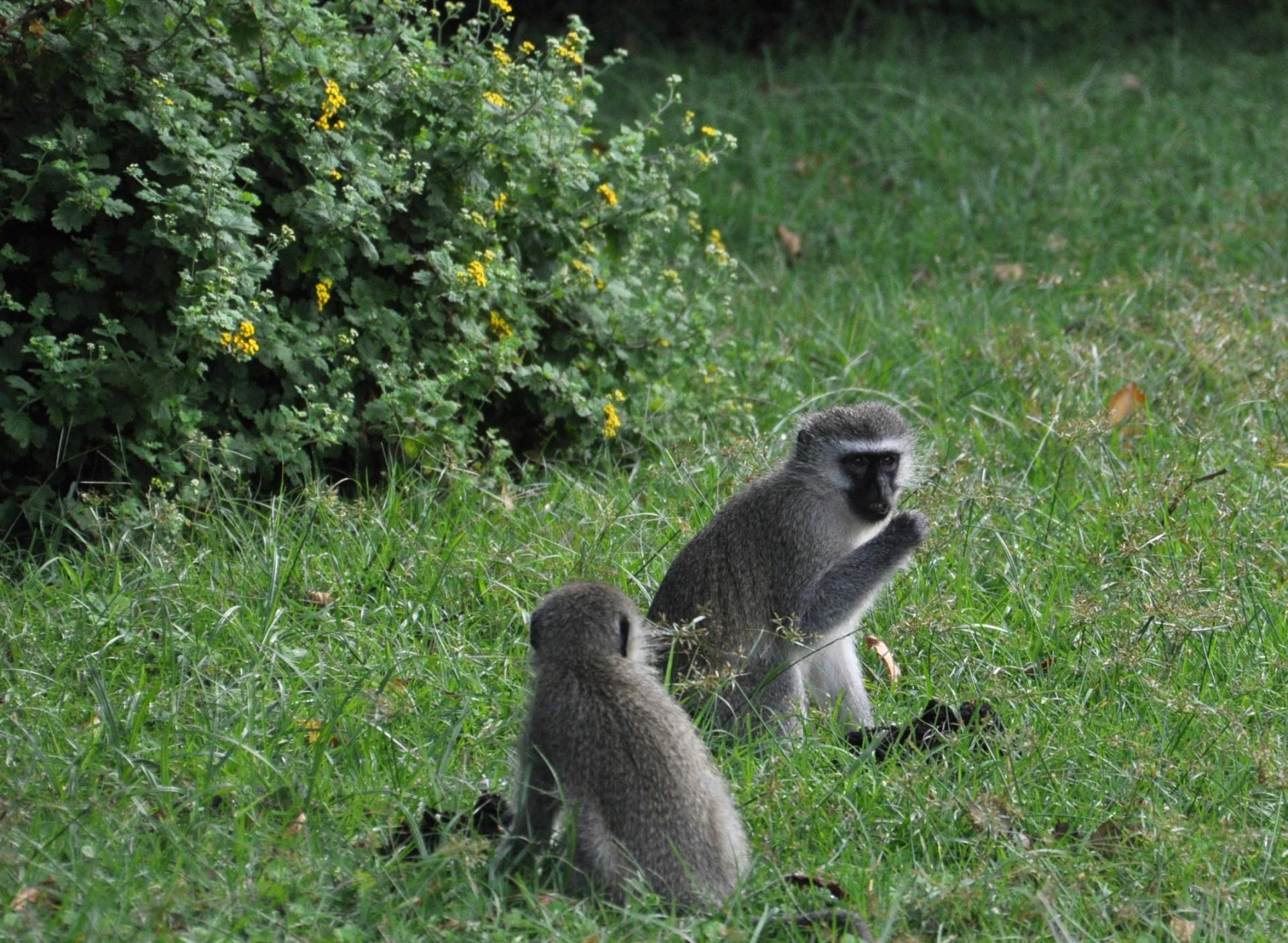 Singes Vervet