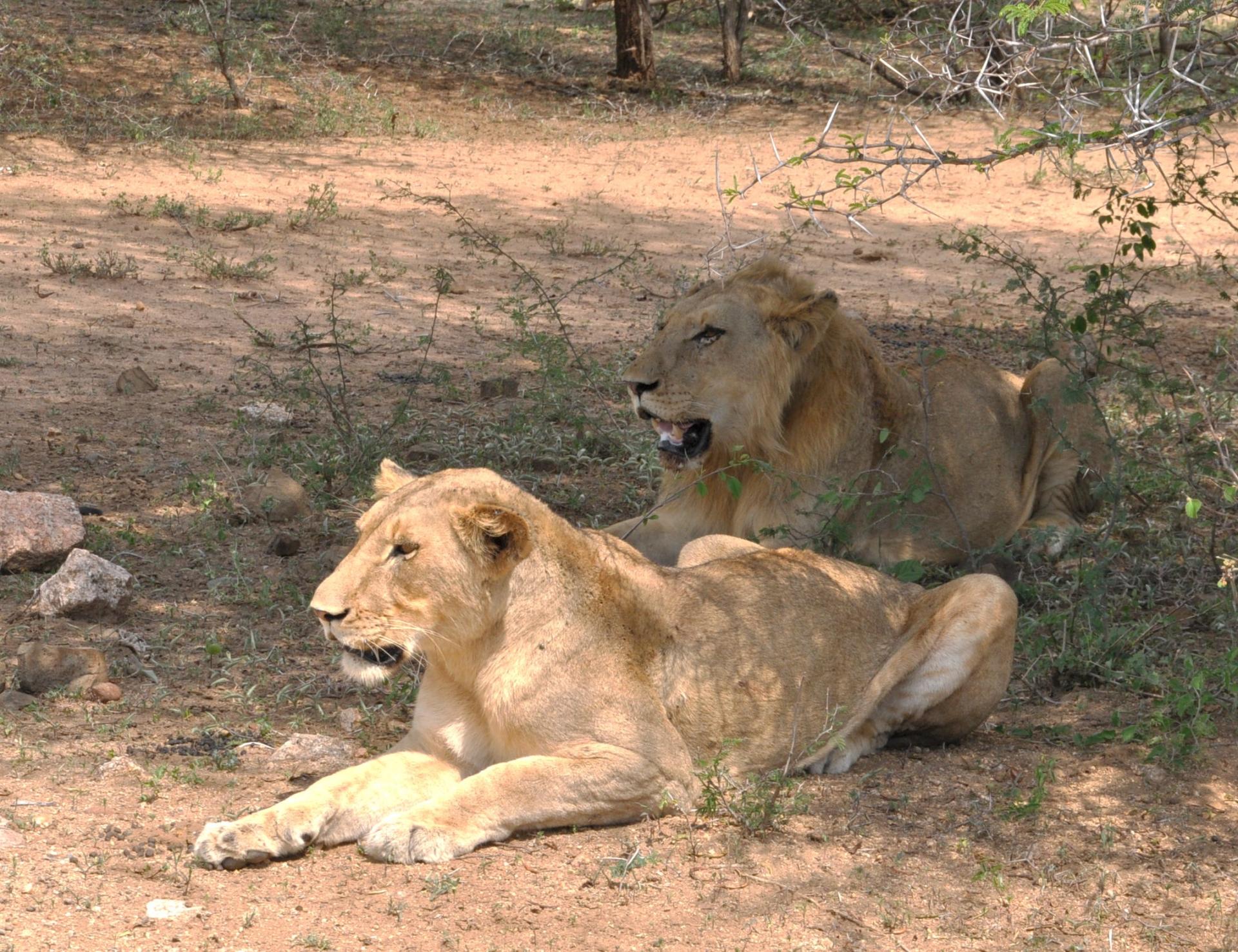 Lion et lionne cherchant l'ombre