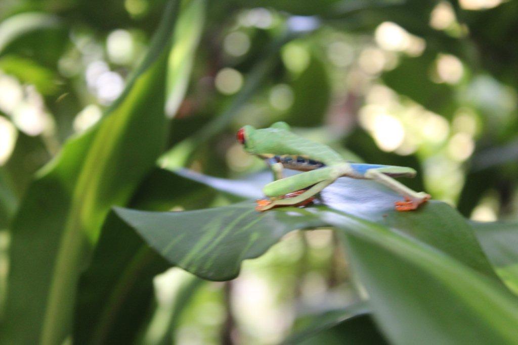 Une grenouille multicolore