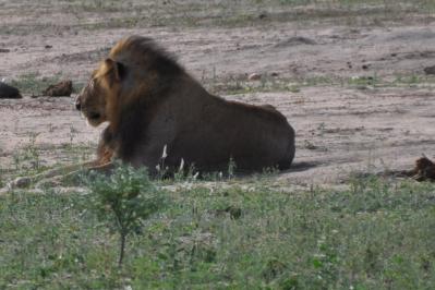 Meurisse lion