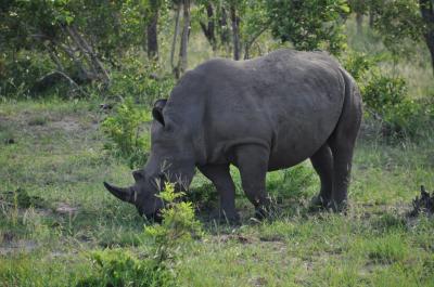 Meurisse rhinoceros