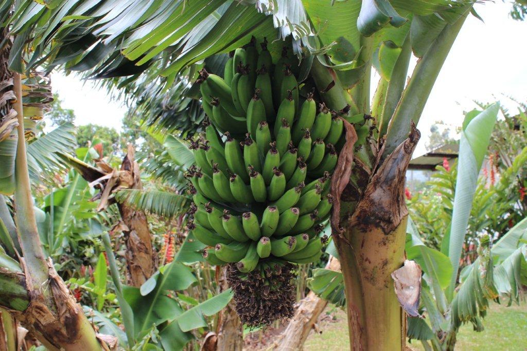 Régime de banane