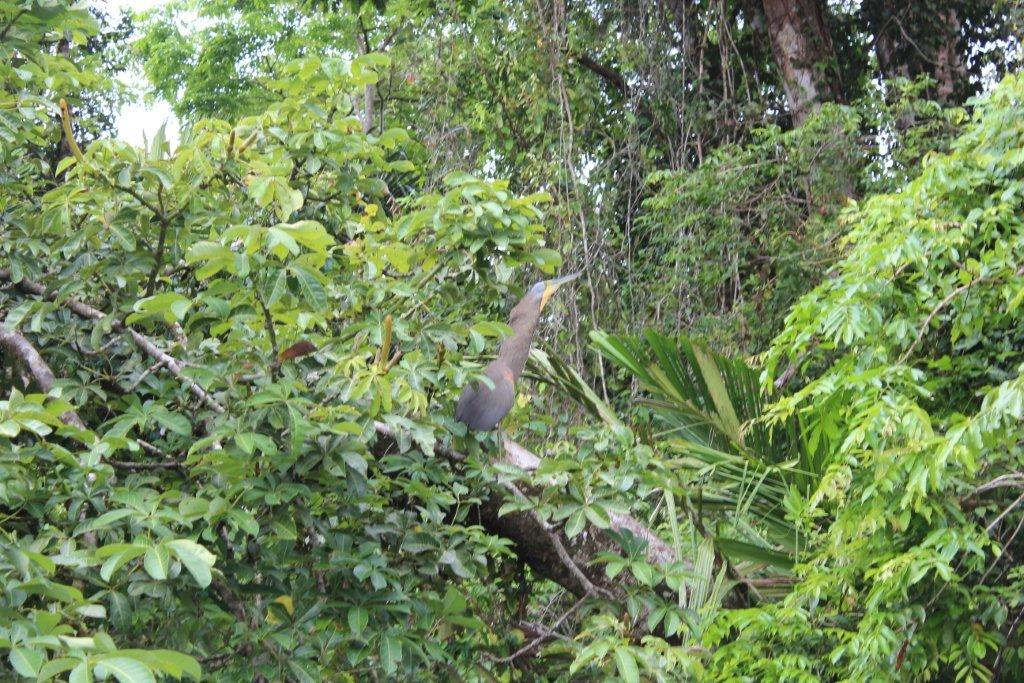 Un toucan