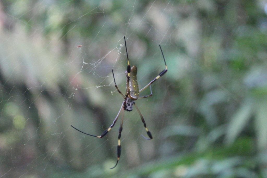 Une belle araignée